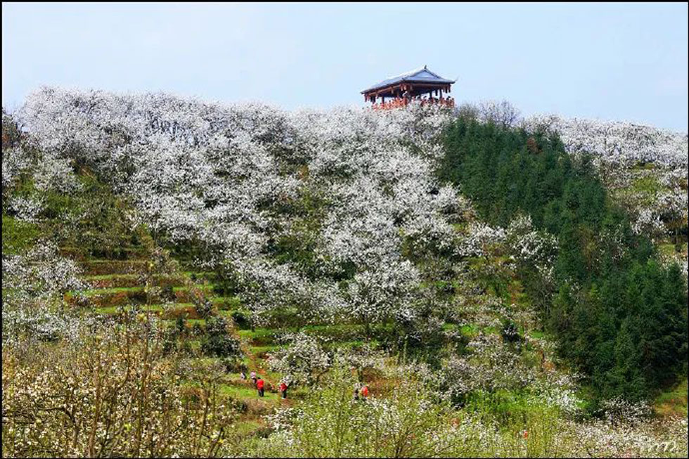 【春天，广西桂林灌阳县向您发出邀请！】我们在灌阳看梨花 - 游山玩水 - 梅州生活社区 - 梅州28生活网 mz.28life.net