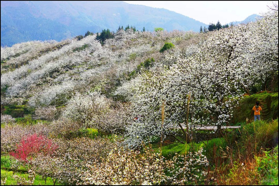 【春天，广西桂林灌阳县向您发出邀请！】我们在灌阳看梨花 - 游山玩水 - 梅州生活社区 - 梅州28生活网 mz.28life.net