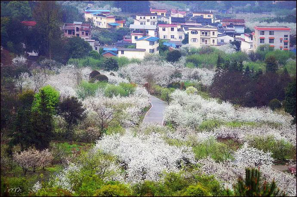 【春天，广西桂林灌阳县向您发出邀请！】我们在灌阳看梨花 - 游山玩水 - 梅州生活社区 - 梅州28生活网 mz.28life.net
