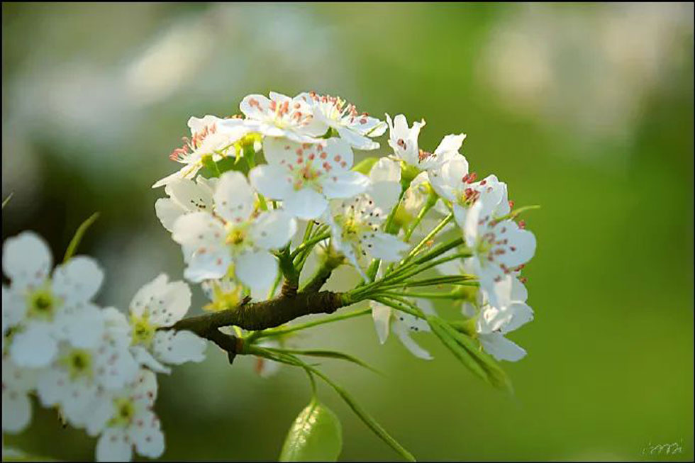【春天，广西桂林灌阳县向您发出邀请！】我们在灌阳看梨花 - 游山玩水 - 梅州生活社区 - 梅州28生活网 mz.28life.net