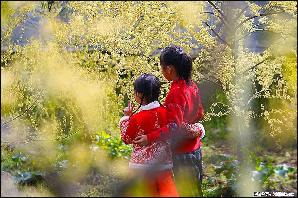 【春天,广西桂林灌阳县向您发出邀请!】米珠山前有片山苍子花在飘香 - 游山玩水 - 梅州生活社区 - 梅州28生活网 mz.28life.net