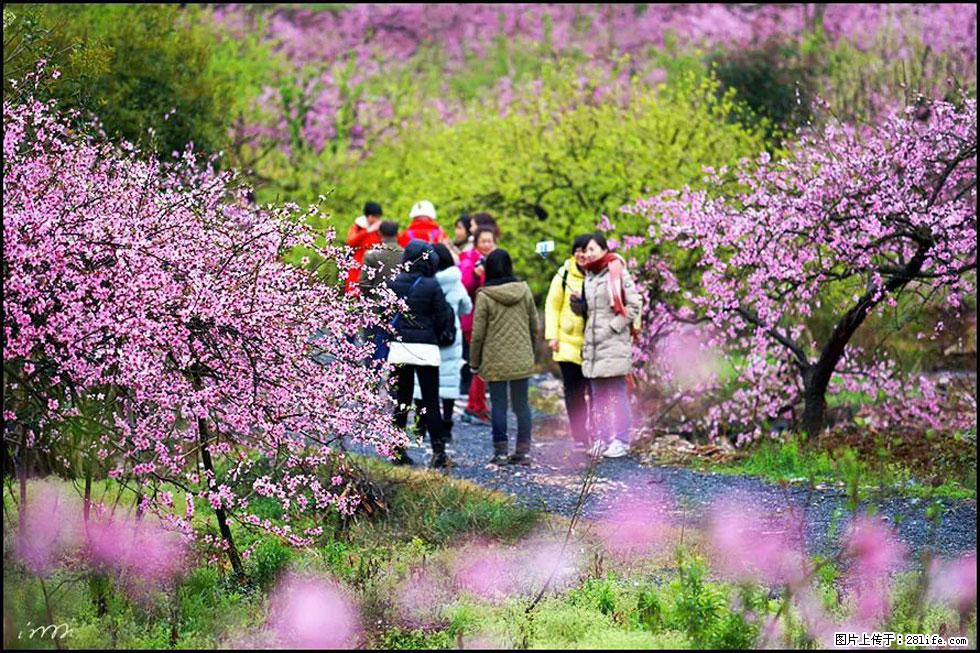 【春天，广西桂林灌阳县向您发出邀请！】官庄村有个醉美的桃花园 - 游山玩水 - 梅州生活社区 - 梅州28生活网 mz.28life.net