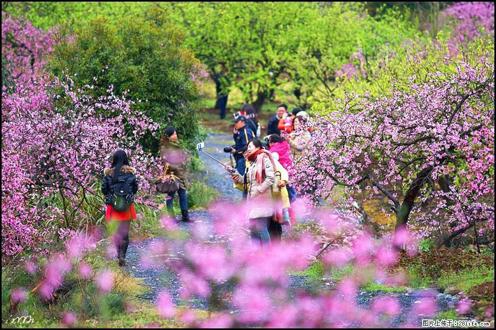 【春天，广西桂林灌阳县向您发出邀请！】官庄村有个醉美的桃花园 - 游山玩水 - 梅州生活社区 - 梅州28生活网 mz.28life.net