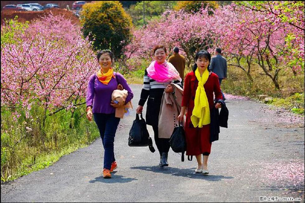 【春天，广西桂林灌阳县向您发出邀请！】官庄村有个醉美的桃花园 - 游山玩水 - 梅州生活社区 - 梅州28生活网 mz.28life.net