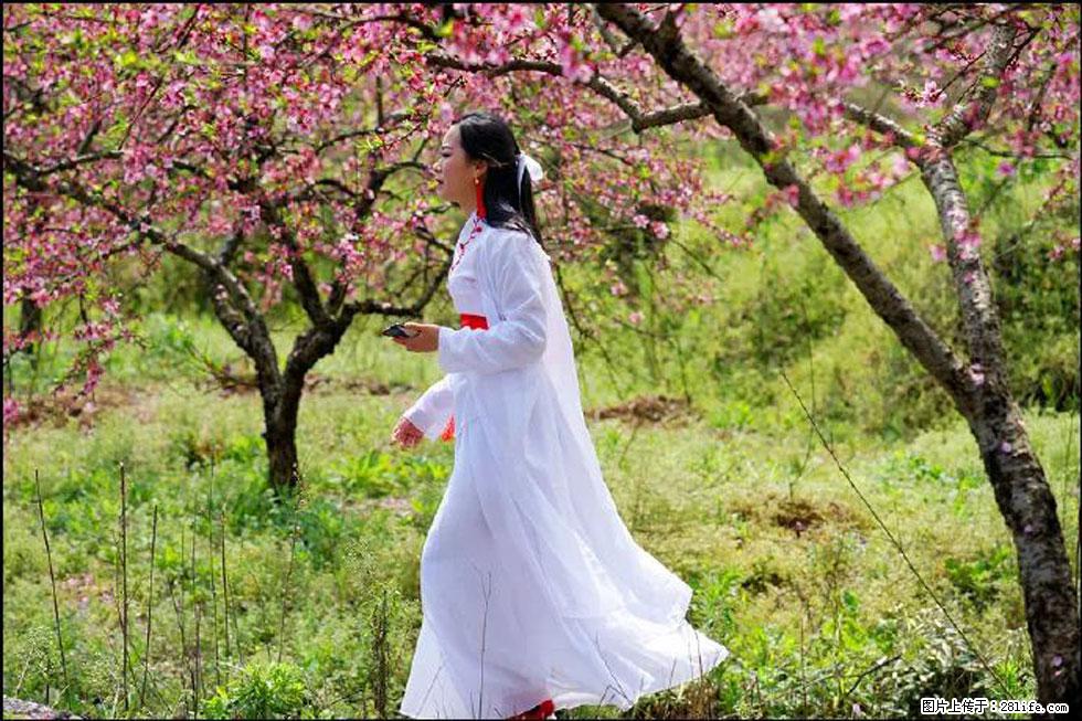 【春天，广西桂林灌阳县向您发出邀请！】官庄村有个醉美的桃花园 - 游山玩水 - 梅州生活社区 - 梅州28生活网 mz.28life.net