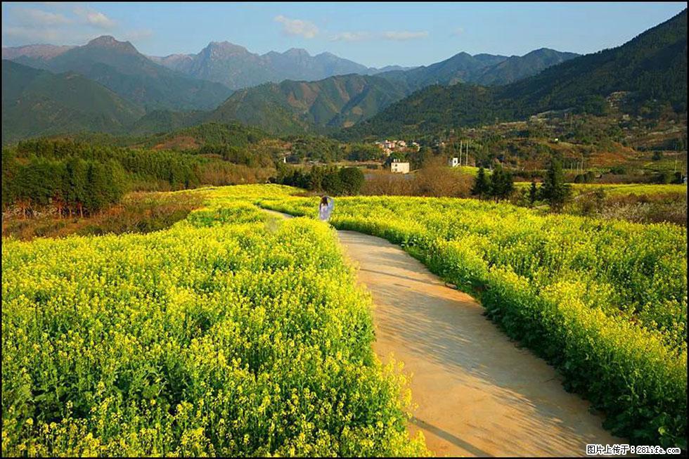 【春天，广西桂林灌阳县向您发出邀请！】长坪村油菜盛情花开 - 游山玩水 - 梅州生活社区 - 梅州28生活网 mz.28life.net