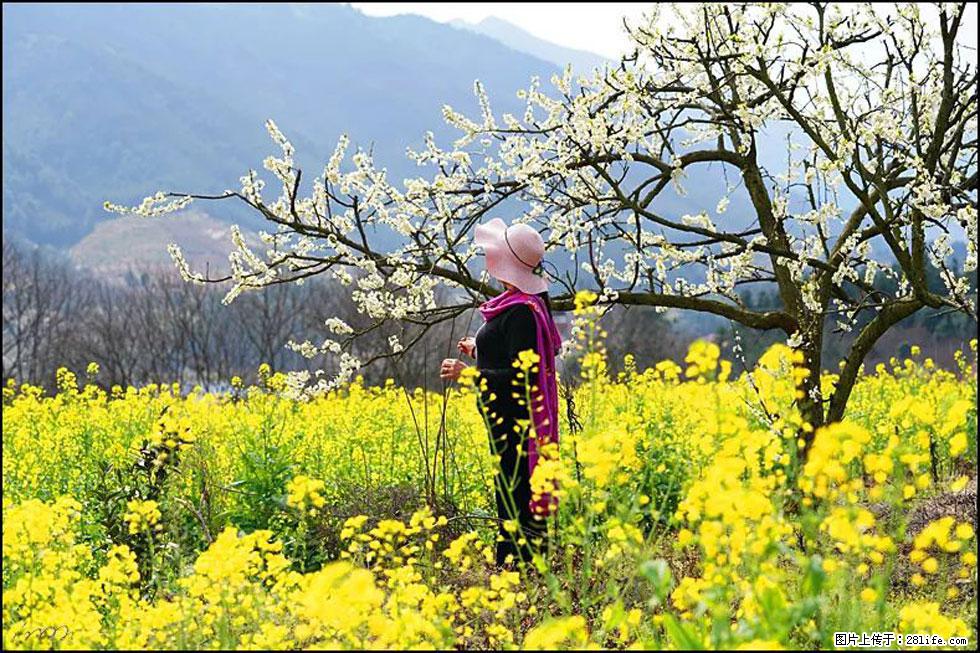 【春天，广西桂林灌阳县向您发出邀请！】长坪村油菜盛情花开 - 游山玩水 - 梅州生活社区 - 梅州28生活网 mz.28life.net