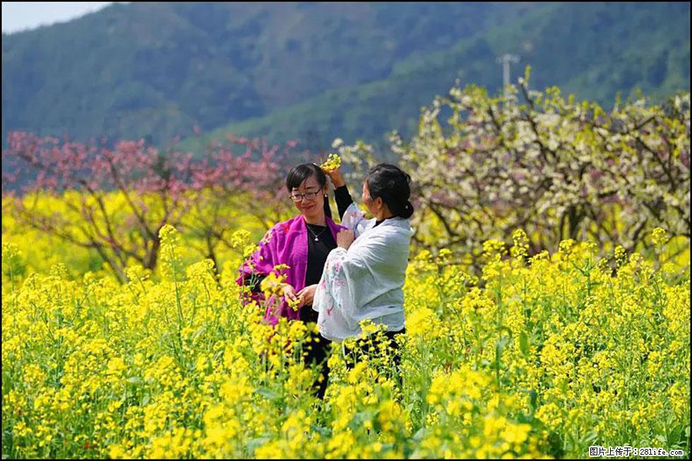 【春天，广西桂林灌阳县向您发出邀请！】长坪村油菜盛情花开 - 游山玩水 - 梅州生活社区 - 梅州28生活网 mz.28life.net