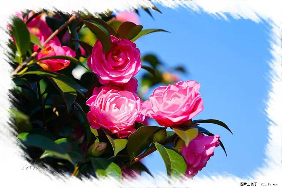 【春天，广西桂林灌阳县向您发出邀请！】杨柳井茶花惹人爱 - 游山玩水 - 梅州生活社区 - 梅州28生活网 mz.28life.net
