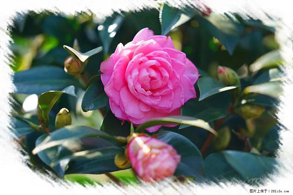 【春天，广西桂林灌阳县向您发出邀请！】杨柳井茶花惹人爱 - 游山玩水 - 梅州生活社区 - 梅州28生活网 mz.28life.net