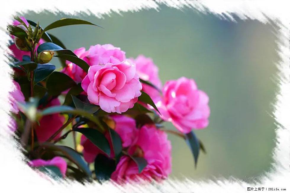 【春天，广西桂林灌阳县向您发出邀请！】杨柳井茶花惹人爱 - 游山玩水 - 梅州生活社区 - 梅州28生活网 mz.28life.net