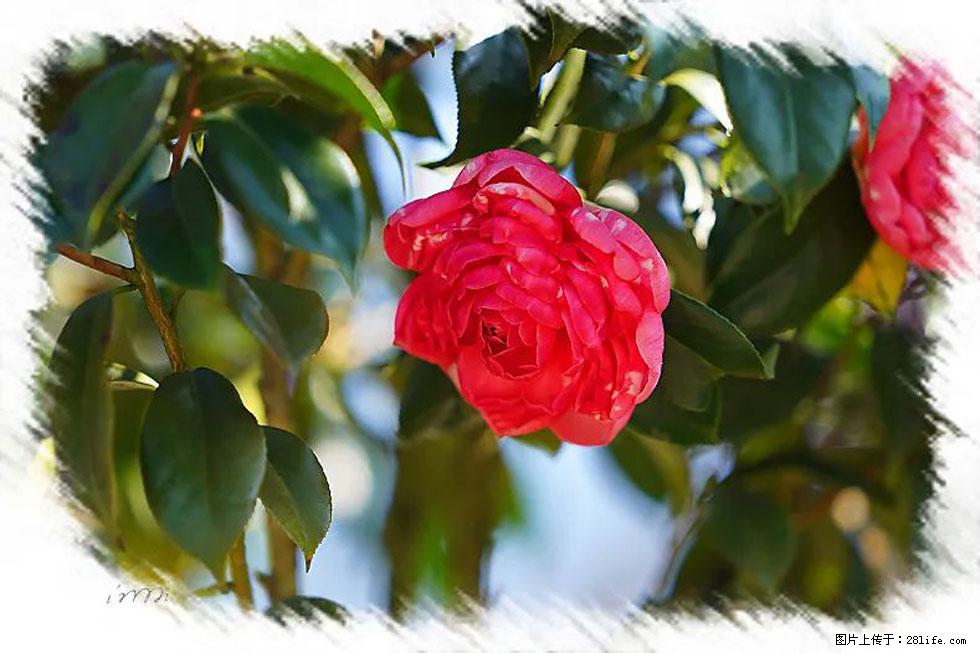 【春天，广西桂林灌阳县向您发出邀请！】杨柳井茶花惹人爱 - 游山玩水 - 梅州生活社区 - 梅州28生活网 mz.28life.net