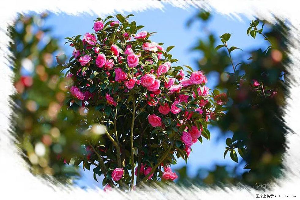 【春天，广西桂林灌阳县向您发出邀请！】杨柳井茶花惹人爱 - 游山玩水 - 梅州生活社区 - 梅州28生活网 mz.28life.net
