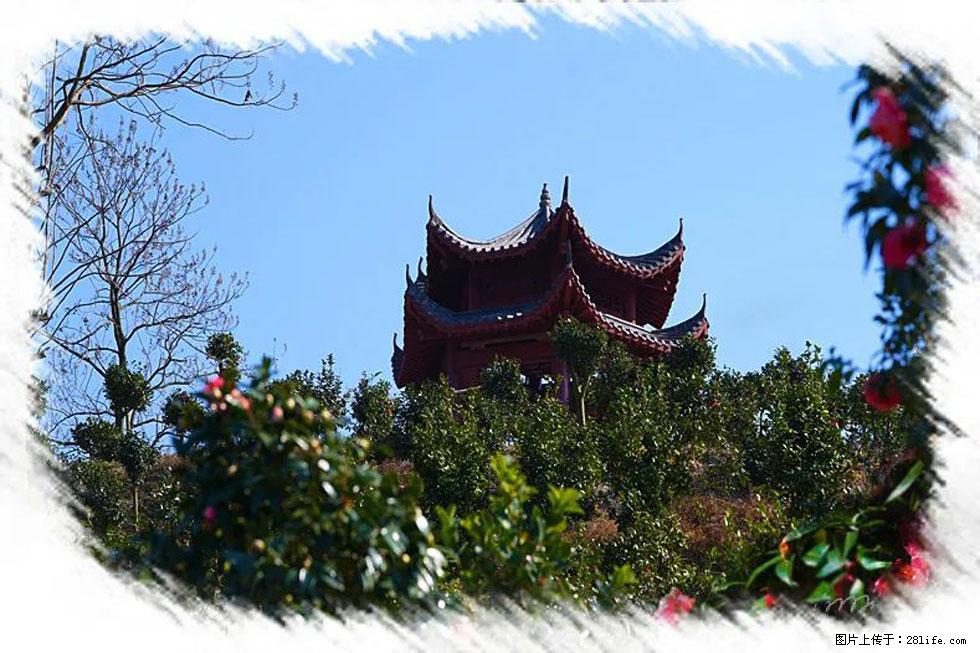 【春天，广西桂林灌阳县向您发出邀请！】杨柳井茶花惹人爱 - 游山玩水 - 梅州生活社区 - 梅州28生活网 mz.28life.net