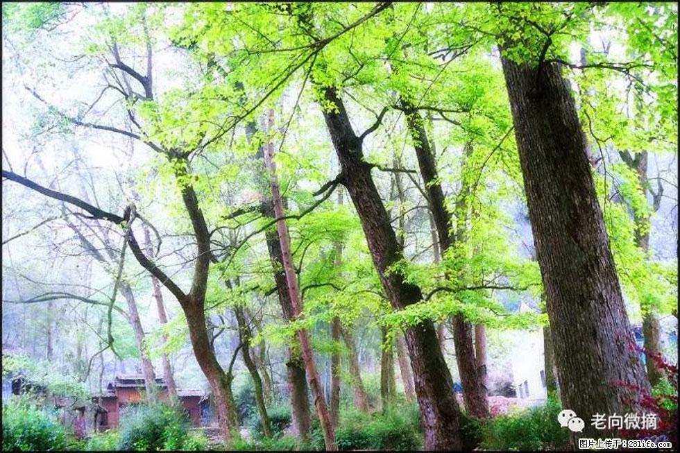 【春天，广西桂林灌阳县向您发出邀请！】在小龙村与春天约会 - 游山玩水 - 梅州生活社区 - 梅州28生活网 mz.28life.net