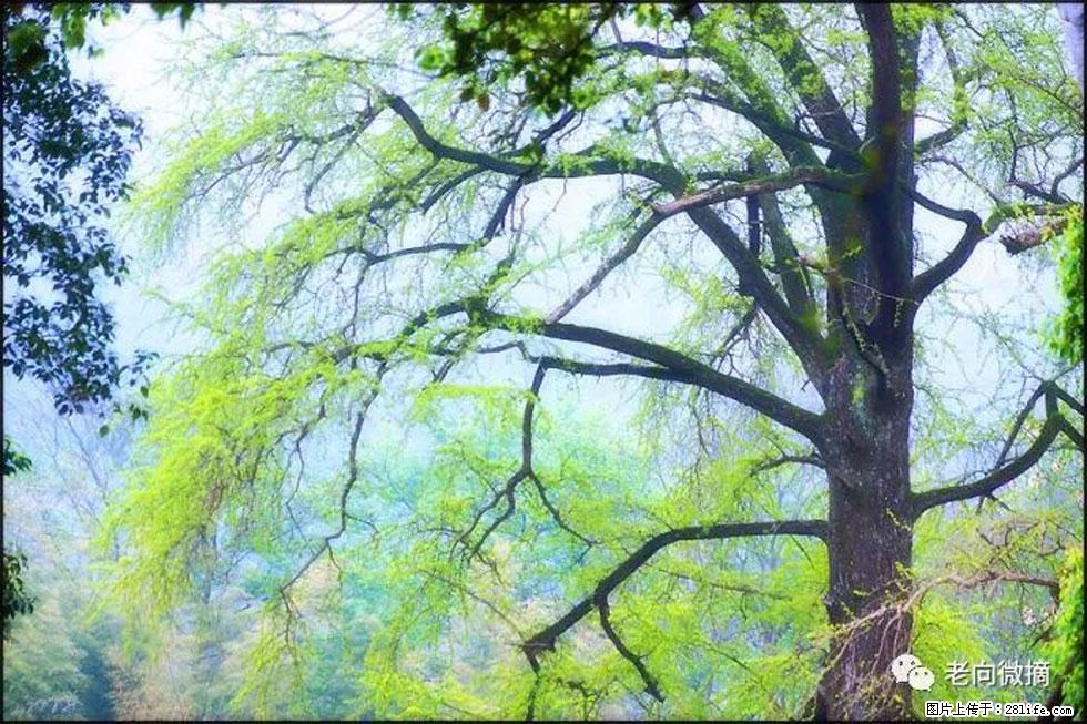 【春天，广西桂林灌阳县向您发出邀请！】在小龙村与春天约会 - 游山玩水 - 梅州生活社区 - 梅州28生活网 mz.28life.net