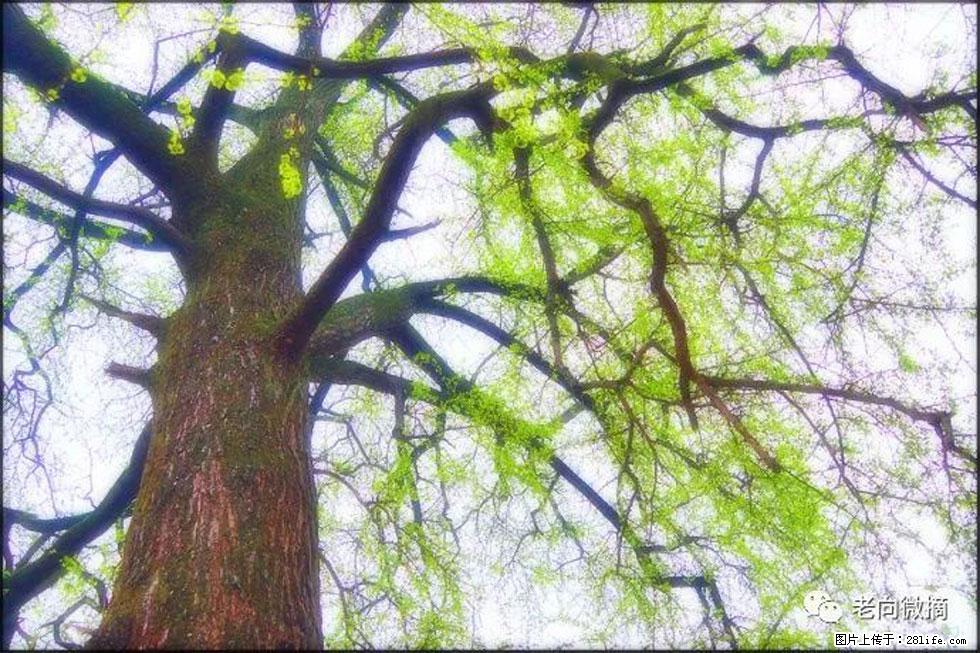 【春天，广西桂林灌阳县向您发出邀请！】在小龙村与春天约会 - 游山玩水 - 梅州生活社区 - 梅州28生活网 mz.28life.net