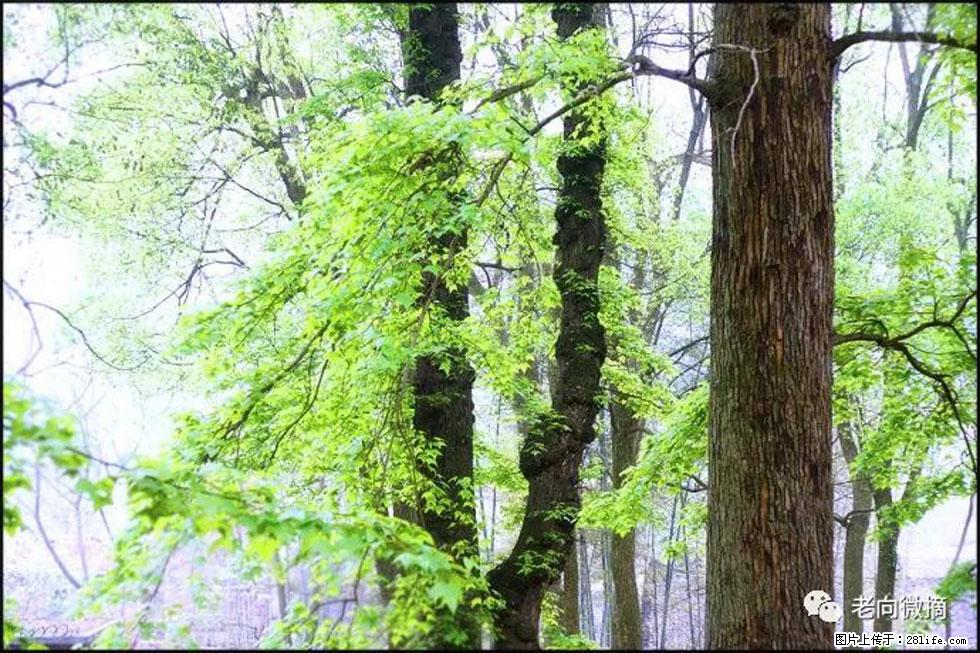【春天，广西桂林灌阳县向您发出邀请！】在小龙村与春天约会 - 游山玩水 - 梅州生活社区 - 梅州28生活网 mz.28life.net