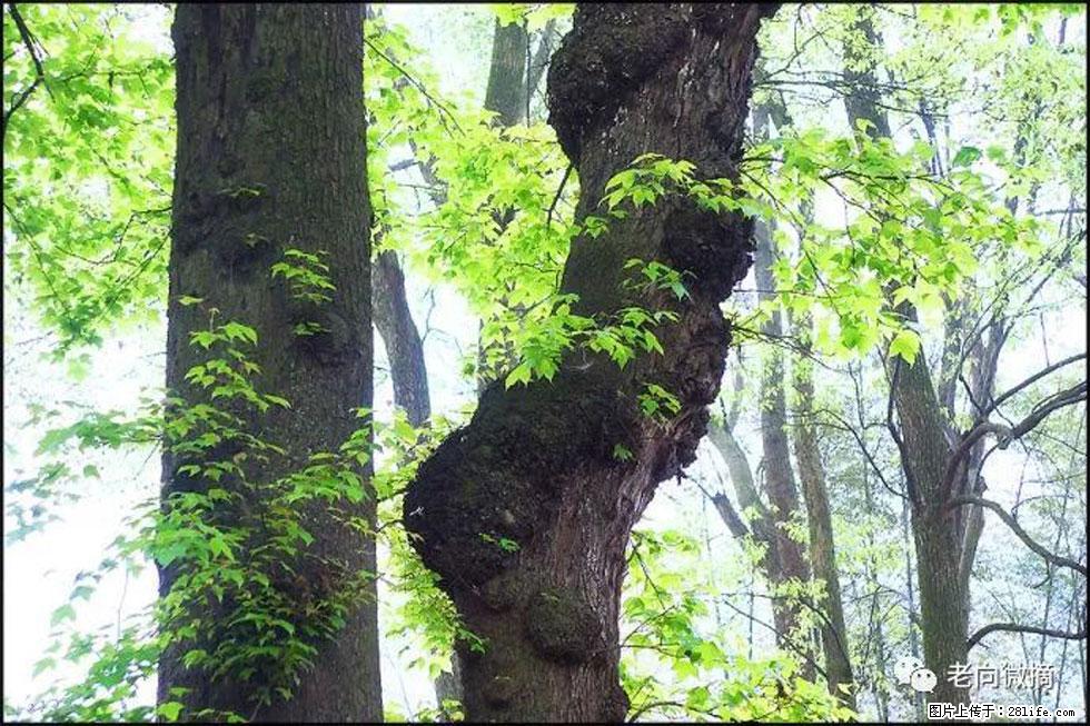 【春天，广西桂林灌阳县向您发出邀请！】在小龙村与春天约会 - 游山玩水 - 梅州生活社区 - 梅州28生活网 mz.28life.net