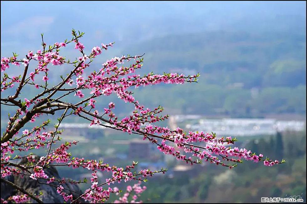 【春天，广西桂林灌阳县向您发出邀请！】望月岭上桃花开 - 游山玩水 - 梅州生活社区 - 梅州28生活网 mz.28life.net