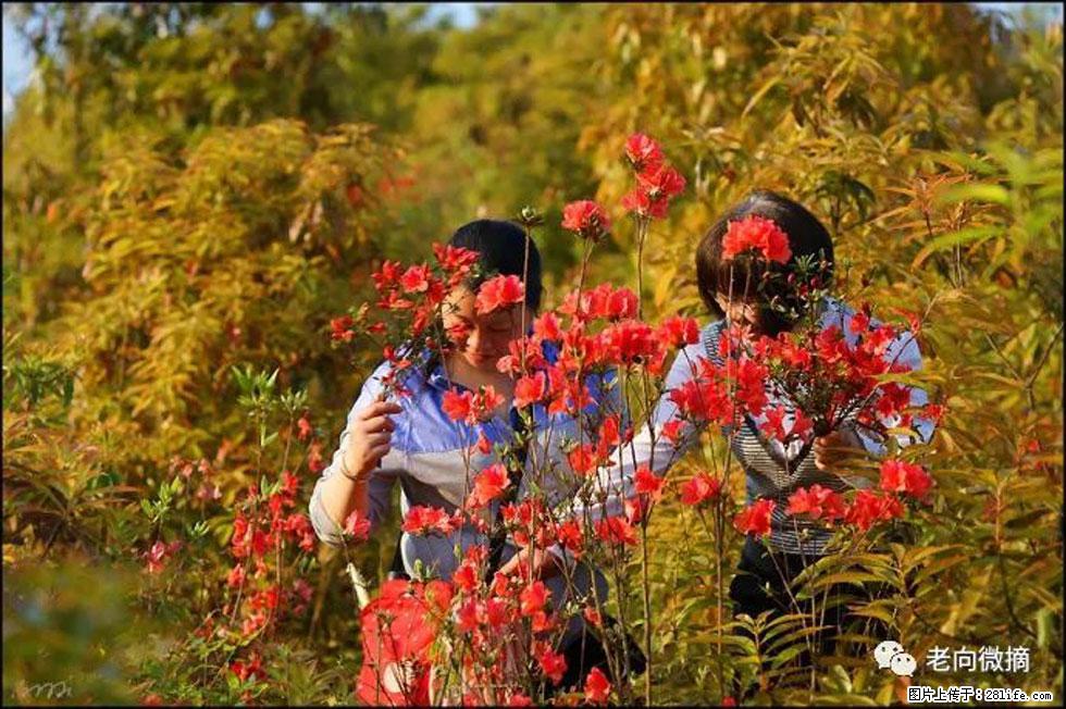 【春天，广西桂林灌阳县向您发出邀请！】登麒麟山，相约映山红 - 游山玩水 - 梅州生活社区 - 梅州28生活网 mz.28life.net