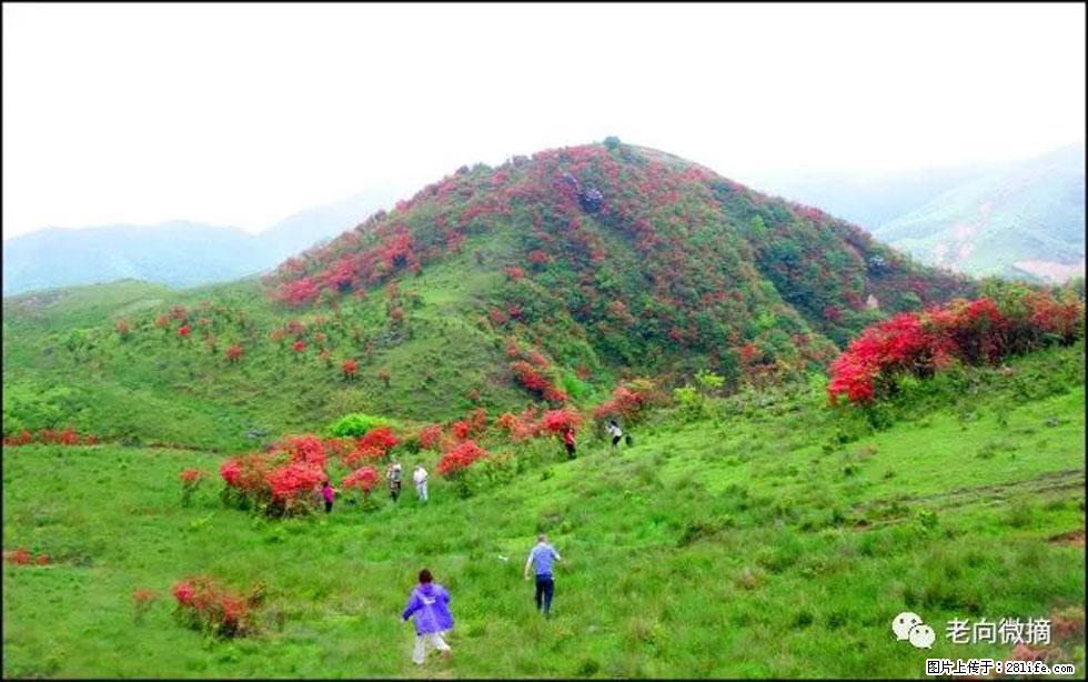 【春天，广西桂林灌阳县向您发出邀请！】宝盖山上映山红 - 游山玩水 - 梅州生活社区 - 梅州28生活网 mz.28life.net