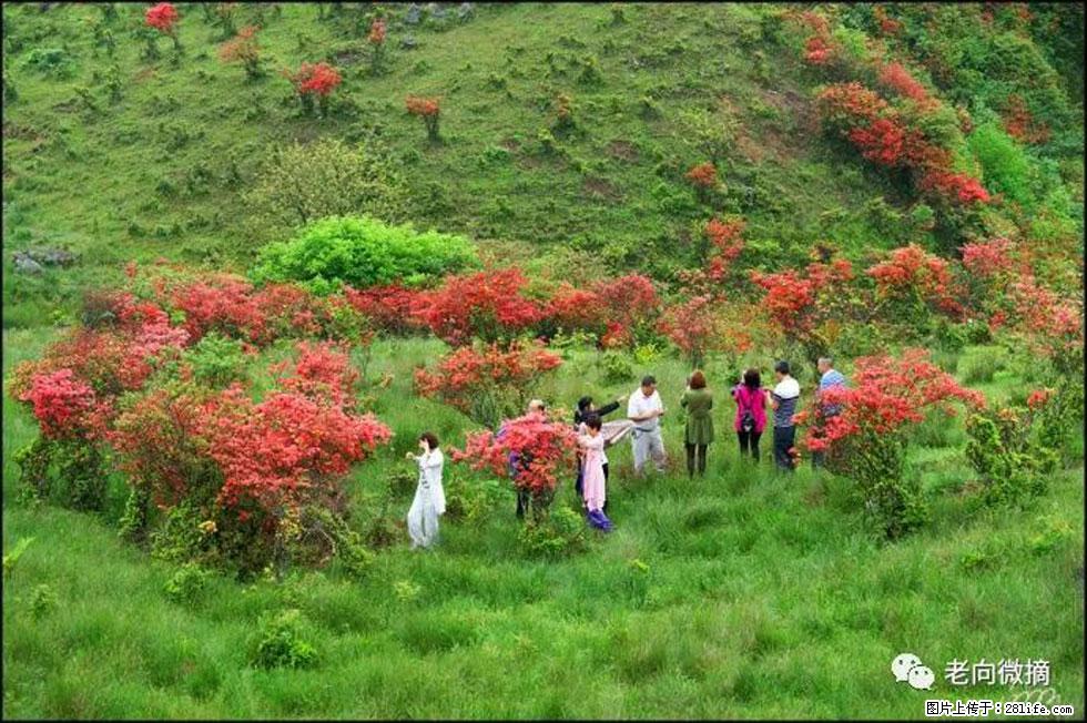 【春天，广西桂林灌阳县向您发出邀请！】宝盖山上映山红 - 游山玩水 - 梅州生活社区 - 梅州28生活网 mz.28life.net