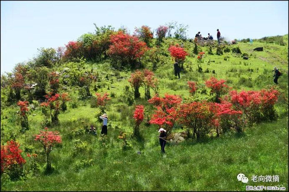 【春天，广西桂林灌阳县向您发出邀请！】宝盖山上映山红 - 游山玩水 - 梅州生活社区 - 梅州28生活网 mz.28life.net
