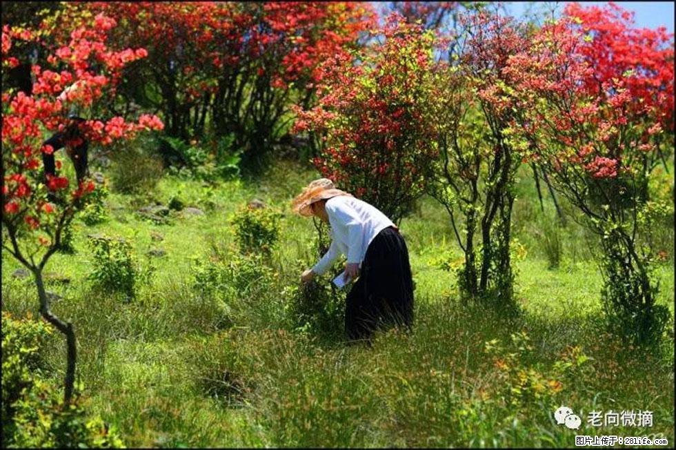 【春天，广西桂林灌阳县向您发出邀请！】宝盖山上映山红 - 游山玩水 - 梅州生活社区 - 梅州28生活网 mz.28life.net