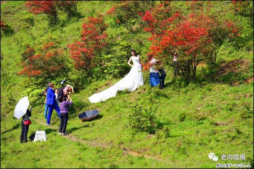 【春天，广西桂林灌阳县向您发出邀请！】宝盖山上映山红 - 游山玩水 - 梅州生活社区 - 梅州28生活网 mz.28life.net