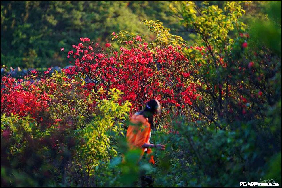 【春天，广西桂林灌阳县向您发出邀请！】春木界上映山红 - 游山玩水 - 梅州生活社区 - 梅州28生活网 mz.28life.net