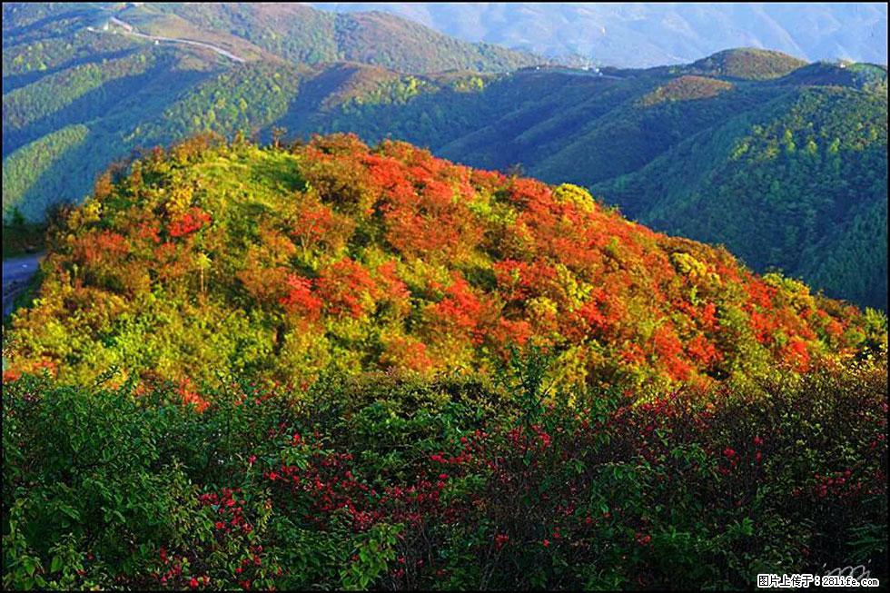 【春天，广西桂林灌阳县向您发出邀请！】春木界上映山红 - 游山玩水 - 梅州生活社区 - 梅州28生活网 mz.28life.net