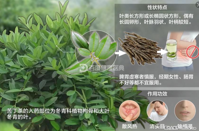 苦丁茶有哪些功效和作用 - 生活百科 - 梅州生活社区 - 梅州28生活网 mz.28life.net