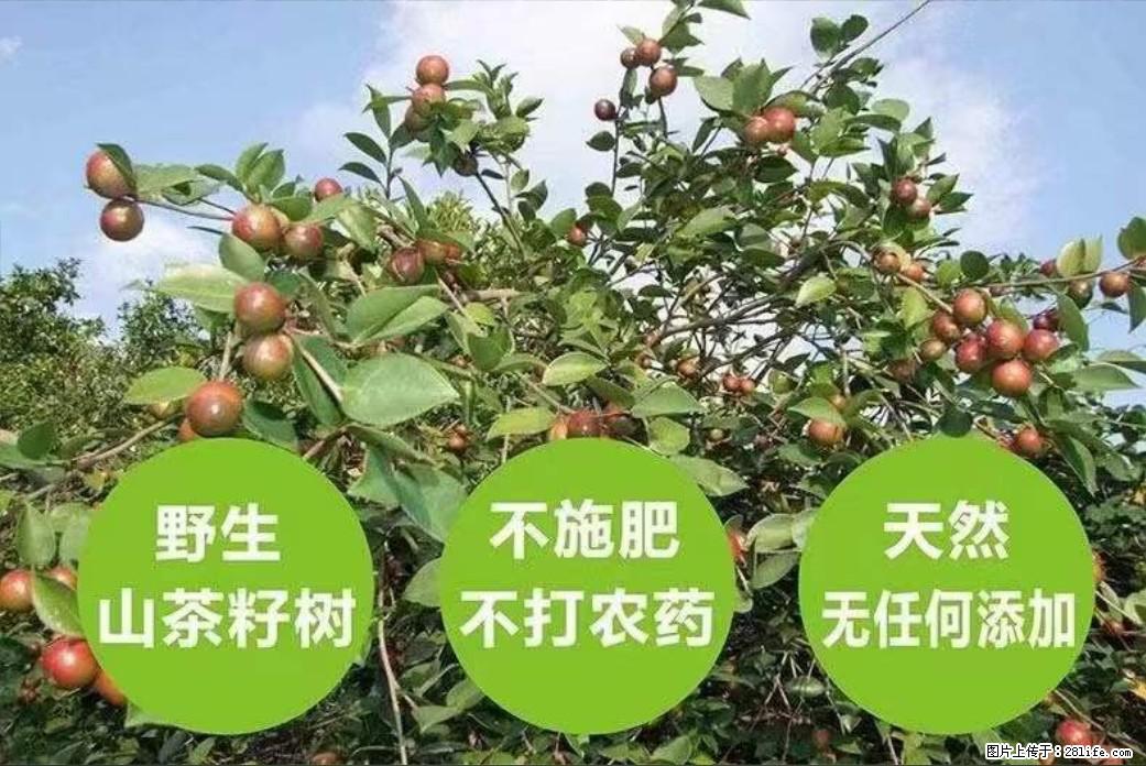 【灌阳县油茶产业示范区】一个有着充实的精神生活的人，对待身外之物自会有一种淡泊的态度 - 美食天地 - 梅州生活社区 - 梅州28生活网 mz.28life.net