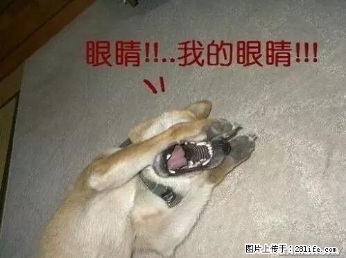 笑癫了！一女的怀孕三年未生，他终于忍不住了... - 娱乐八卦 - 梅州生活社区 - 梅州28生活网 mz.28life.net