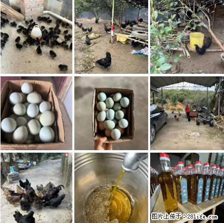 油茶园从小鸡仔开始养起的纯土鸡、土鸡蛋可以预定啦!还有前几天刚榨的纯山茶油哦 - 美食天地 - 梅州生活社区 - 梅州28生活网 mz.28life.net