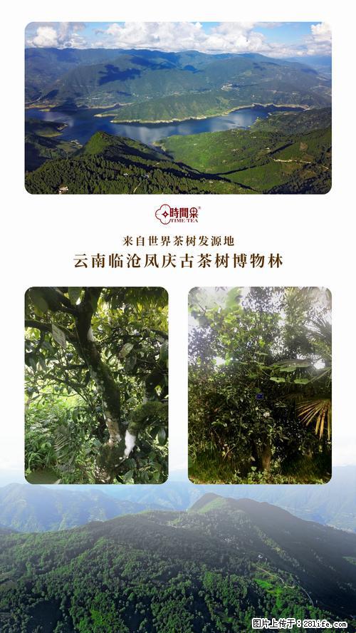 时间果百年古树2025年春红茶 - 购物交流 - 梅州生活社区 - 梅州28生活网 mz.28life.net