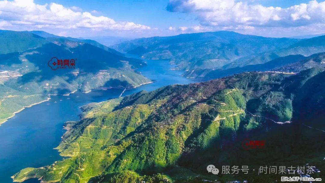 时间果百年古树龙珠普洱生茶 - 购物交流 - 梅州生活社区 - 梅州28生活网 mz.28life.net