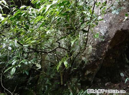 平乐石崖茶，珍贵仅次于金花茶 - 梅州生活资讯 - 梅州28生活网 mz.28life.net