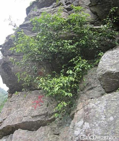 平乐石崖茶，珍贵仅次于金花茶 - 梅州生活资讯 - 梅州28生活网 mz.28life.net