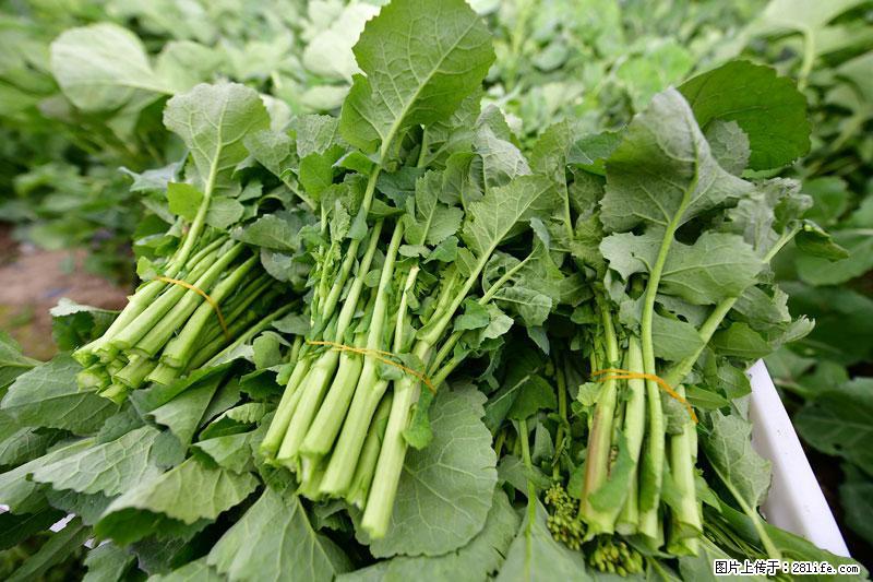 这些蔬菜是“天然钙片”，这6种被医生重点推荐 - 梅州生活资讯 - 梅州28生活网 mz.28life.net